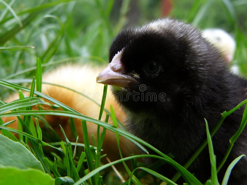 Chicken gamboge and black