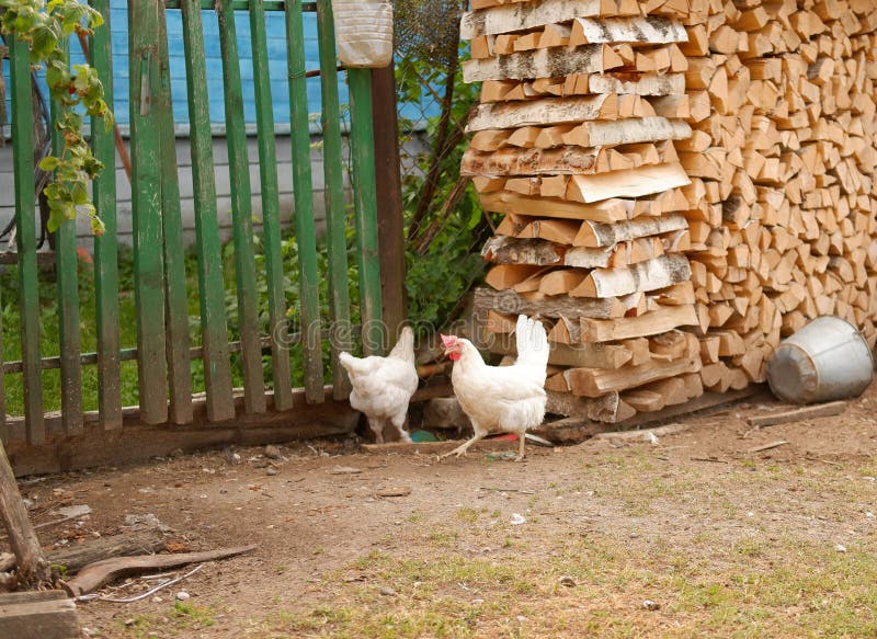 Chicken Grazes on a Farm in the Village Stock Image Image of feather