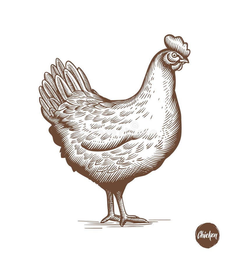 Chicken hand drawn illustration in engraving or woodcut style. Hen meat and eggs vintage produce elements. Badges and