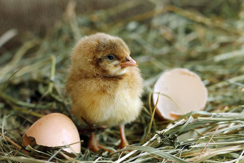 Chicken hatched from egg and looking at camera royalty free stock photo