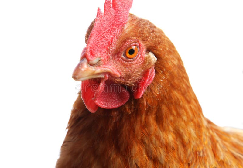 Chicken Head Close Up Isolated On White Stock Photos Image 30747283