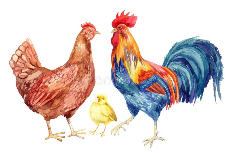 Chicken, hen, rooster, egg . Watercolor painting