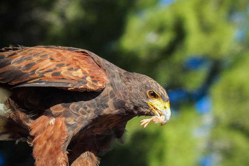 Águila comer pierna.