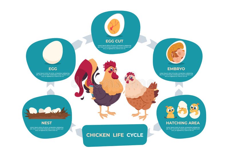 Chicken Life Cycle Stock Illustrations – 253 Chicken Life Cycle Stock ...