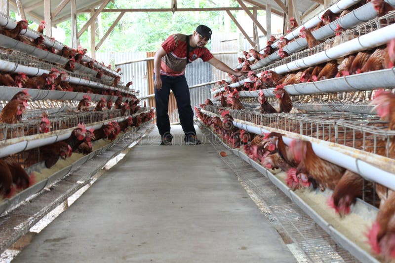 Chicken livestock business editorial stock image. Image of developed