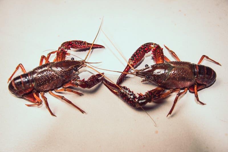 chicken-lobster-ground-two-crayfish-fighting-s-funny-146452765.jpg