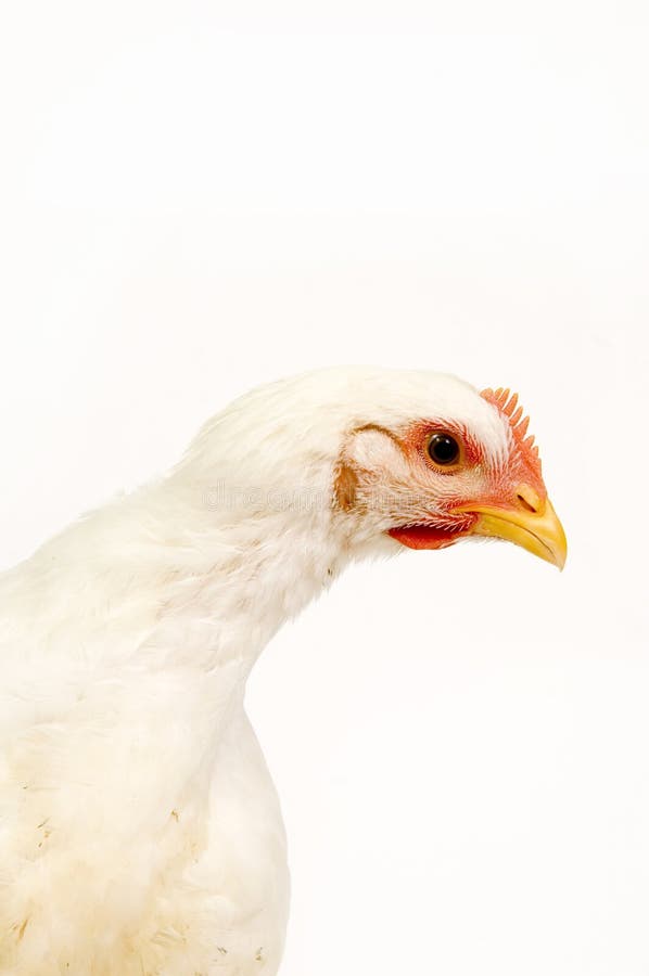 Chicken looking at camera on white background