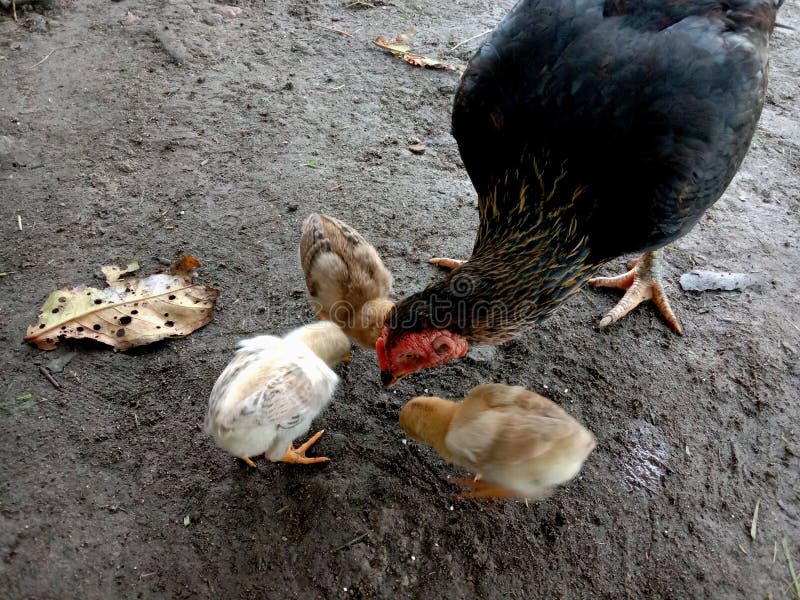 Chicken Looking at Camera stock image. Image of fence 202911293