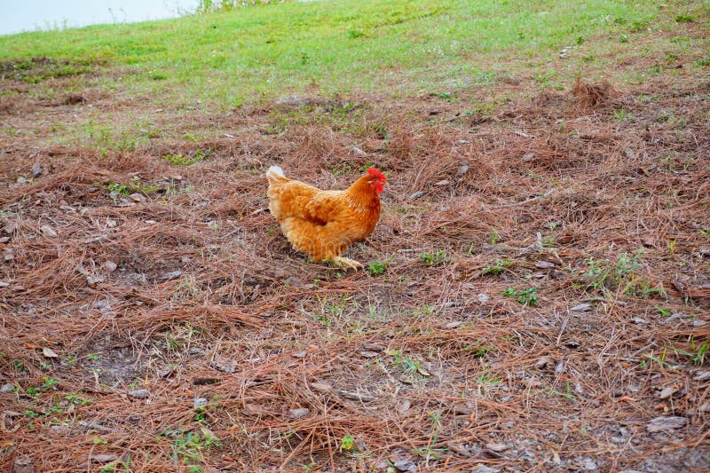 Chicken is Looking for Food Stock Photo - Image of brown, cockrels ...