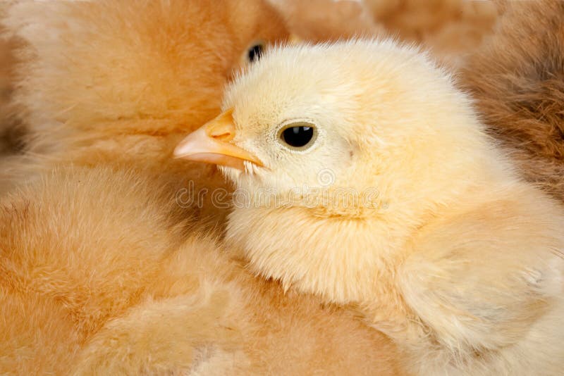 Chicken with many chicks huddled around stock photography