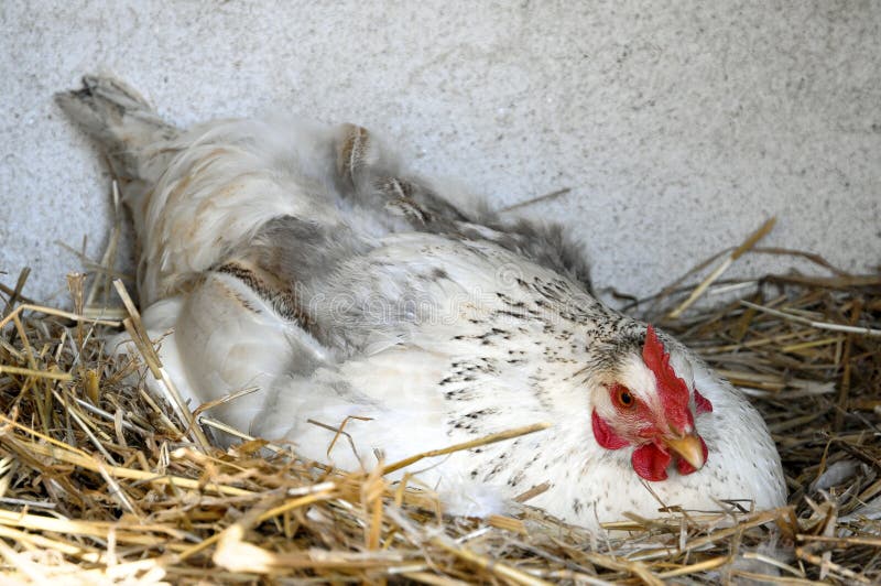 Chicken in nest royalty free stock image