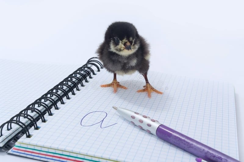 Chicken on the notebook.