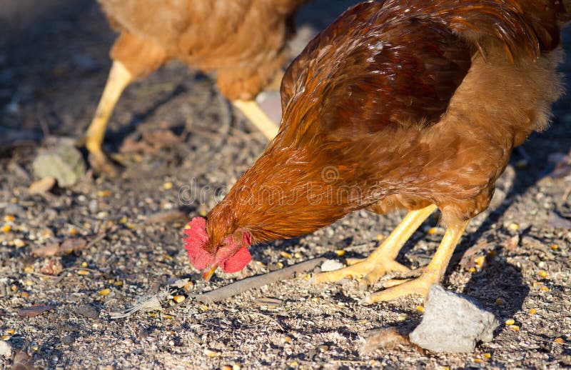 Chicken pecking on farm stock photo. Image of organic 65687826