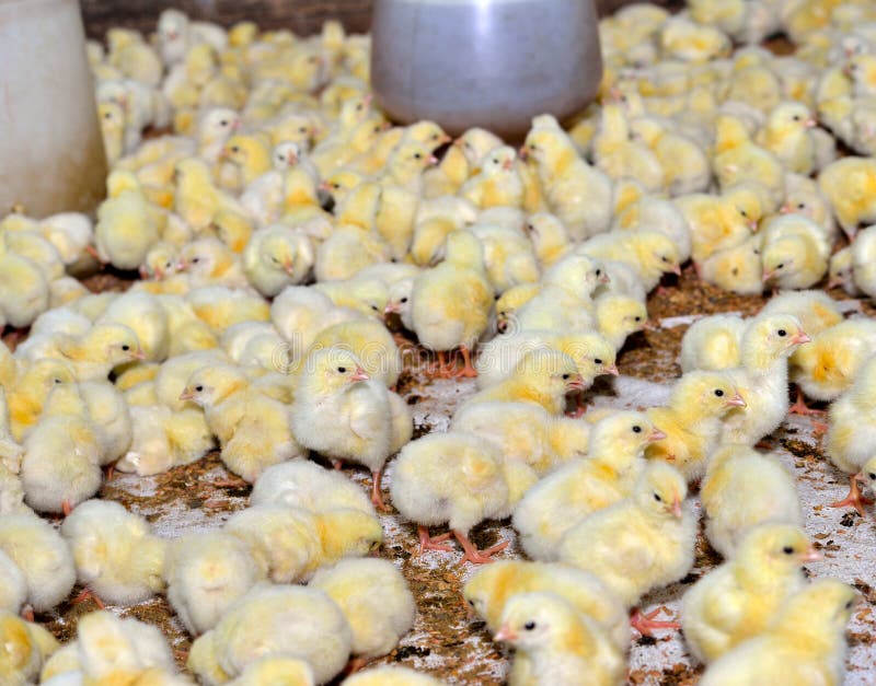 Chicken in poultry farm royalty free stock photo