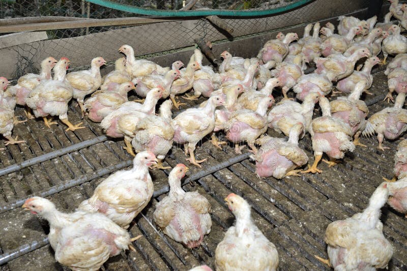 Chicken in Poultry Farm, White Chicken Farming Industry,. Stock Image