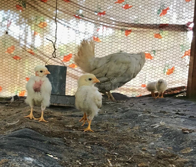 Chicken pox stock image. Image of farm, chicken, travel - 144481887