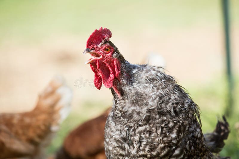 Chicken Rooster Yelling stock image. Image of rural, live 91215637