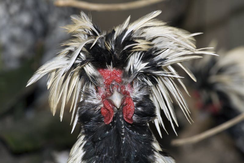 Chicken With Ruffled Feathers Stock Photo Image 9960674
