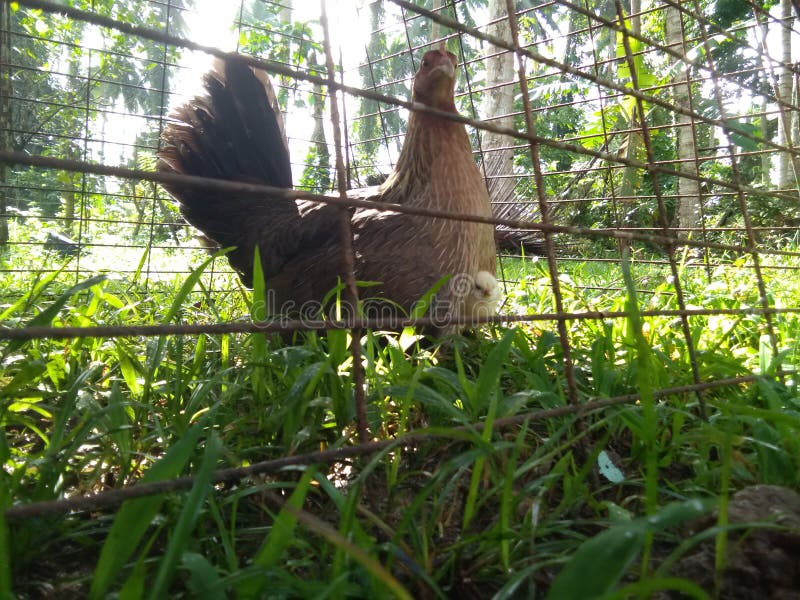 Chicken in a Natural Habitat Stock Photo Image of shouldering