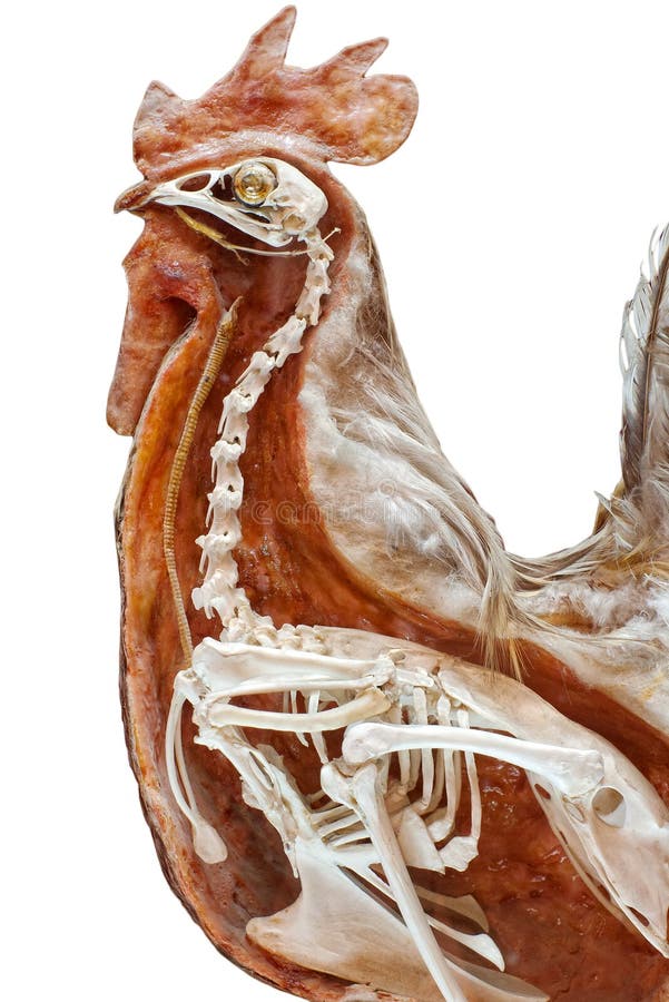 Chicken Skeleton From Inside Royalty Free Stock Photography - Image