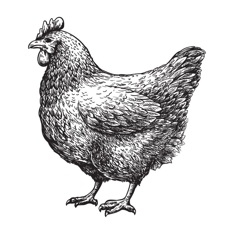 Cartoon Chicken Illustration