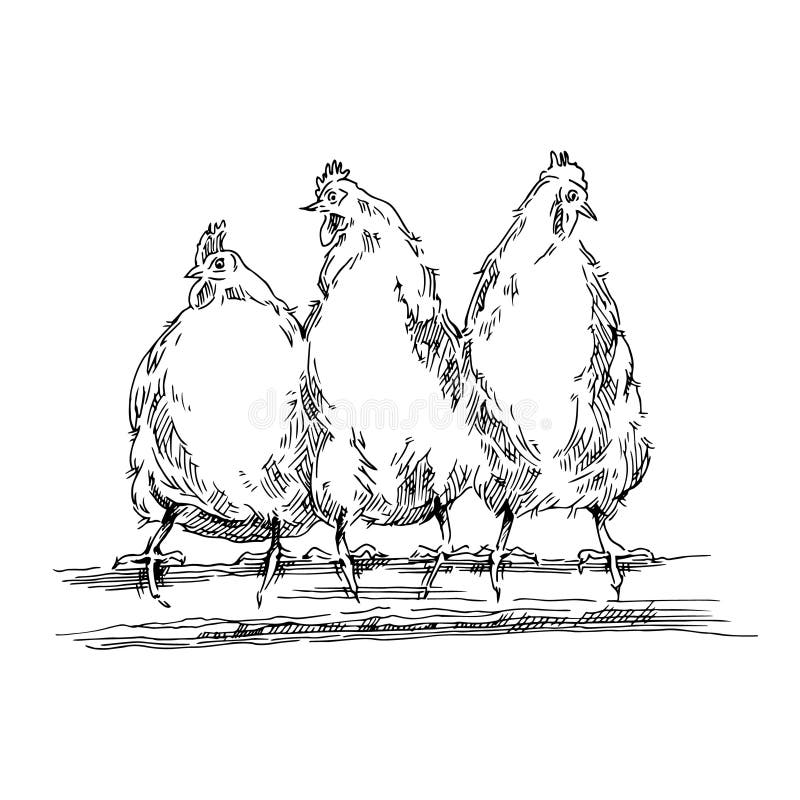 Wyandotte Chicken Sketch Vector Graphic by thesilhouettequeenshop ·  Creative Fabrica