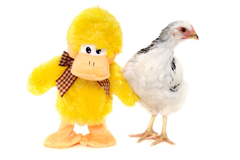 Chicken and toy duck stock photo. Image of farming, looking 15943438