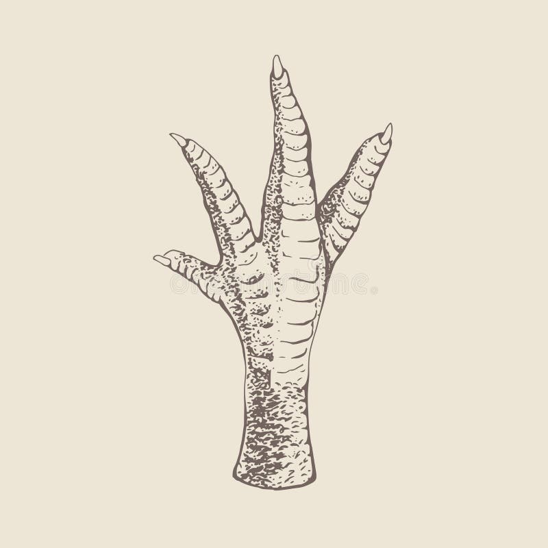 Turkey Foot Stock Illustrations 353 Turkey Foot Stock Illustrations