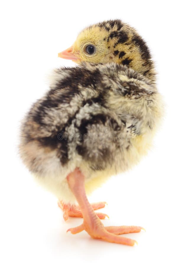 Chicken turkey isolated stock photo. Image of closeup 134520940