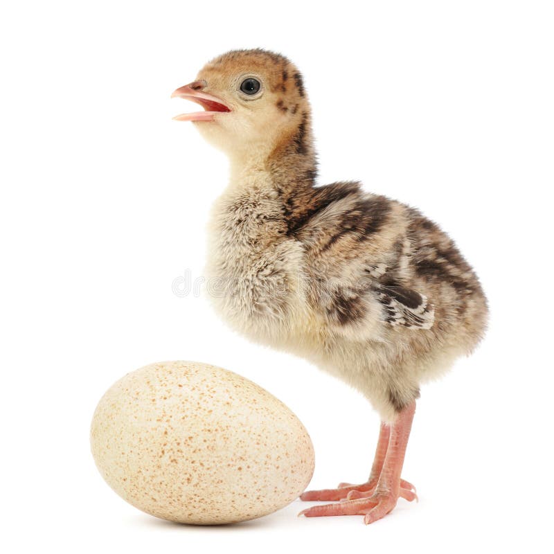 Turkey hen stock photo. Image of bright, farm, gobbler 6970166