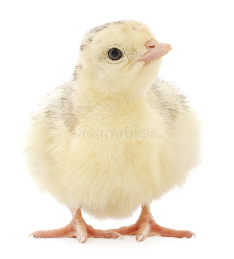 Chicken turkey stock image. Image of small, closeup, domestic 41420919