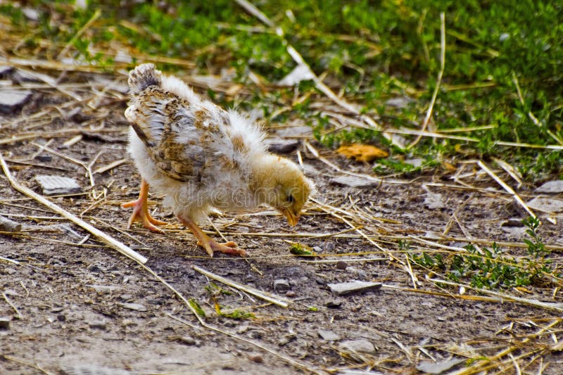 Chicken walks in the yard stock photo. Image of chick 37177664