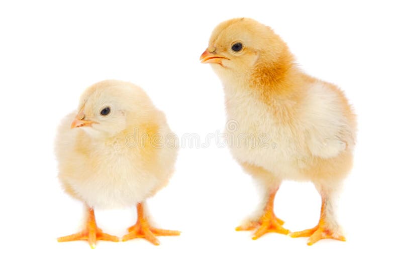 Chickens stock images