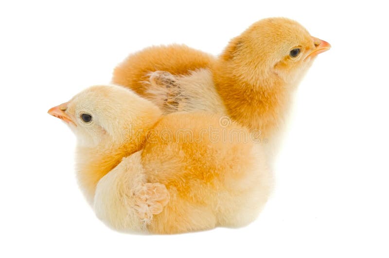 Chickens stock photography