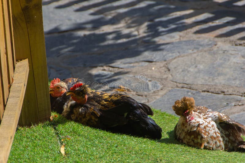 Chickens on autumn sun stock image. Image of livestock 128445963