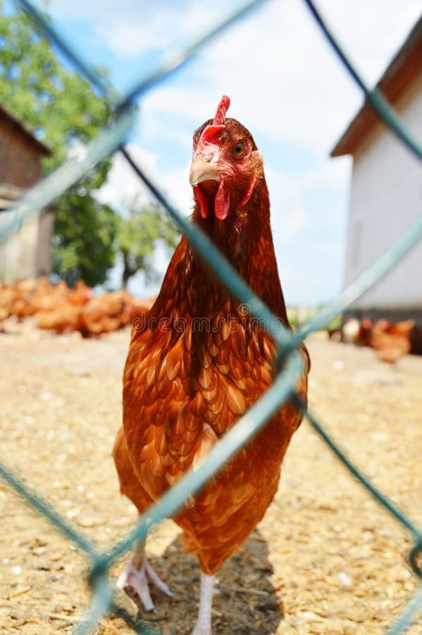 Chickens Behind the Fence on Traditional Free Range Poultry Farm Stock