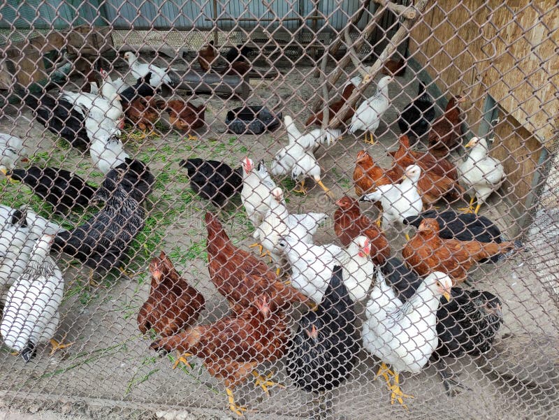 Chickens in a Cage in the Farm Yard Stock Image Image of nature