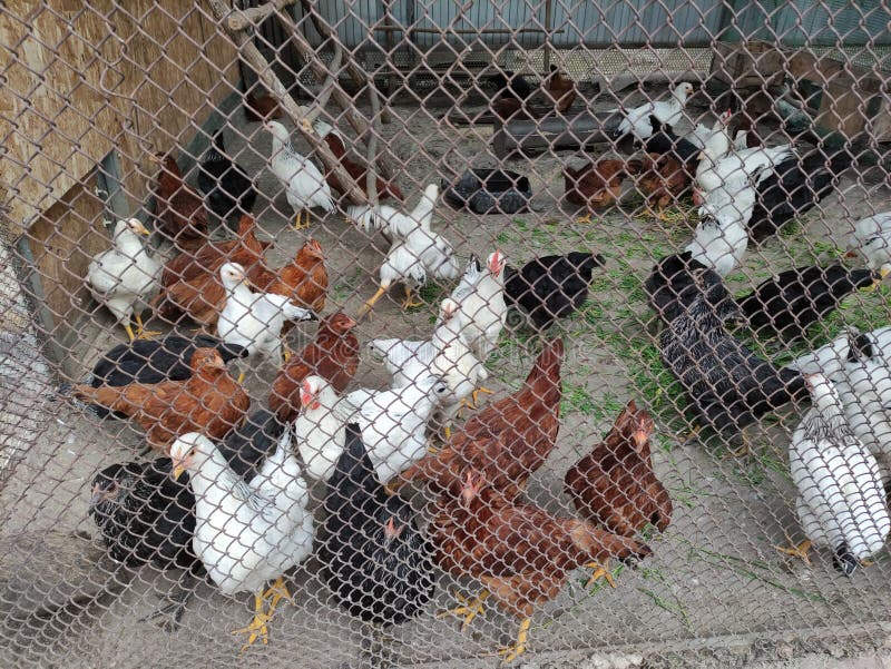 Chickens in a Cage in the Farm Yard Stock Photo Image of indoors