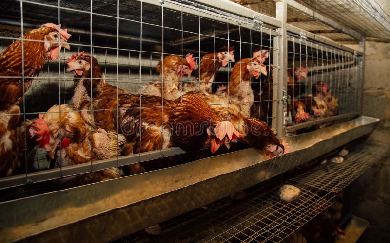 Chickens are in Cages, Chickens are in Cages Stock Photo Image of