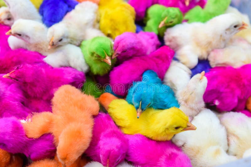 Chickens Colored Babies. Pink and Blue Chicks Communicate with Each