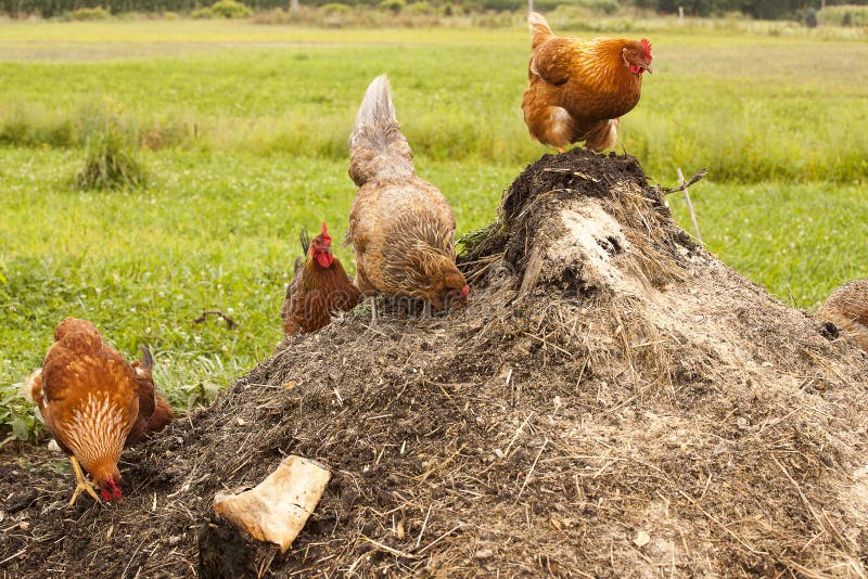 Chickens on compost