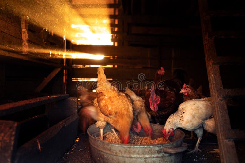 The Chickens in the Coop Eat Grain from the Wheat Trough. Stock Photo Image of fowl, agronomy