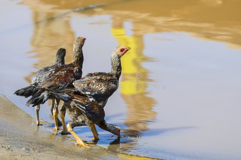 Chickens Drinking Water River Stock Photos Free & RoyaltyFree Stock