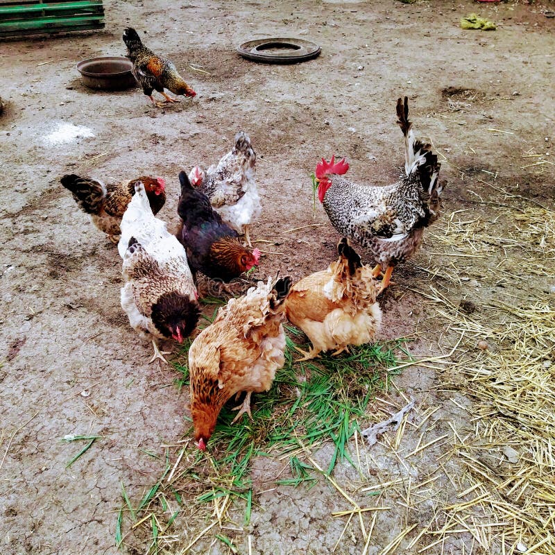 Chickens Eating Feed in Farm Yard Stock Image Image of group, chicken
