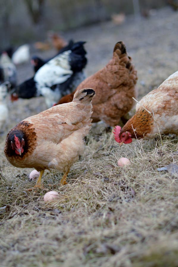 Chickens and eggs stock image. Image of farm, eggs, food - 47704739