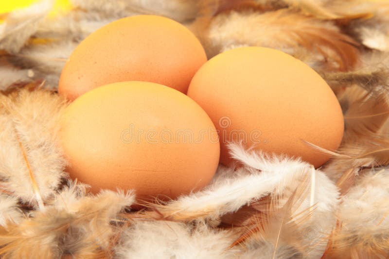 Chickens eggs in nest royalty free stock images