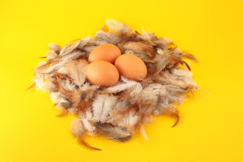 Chickens eggs in nest stock images