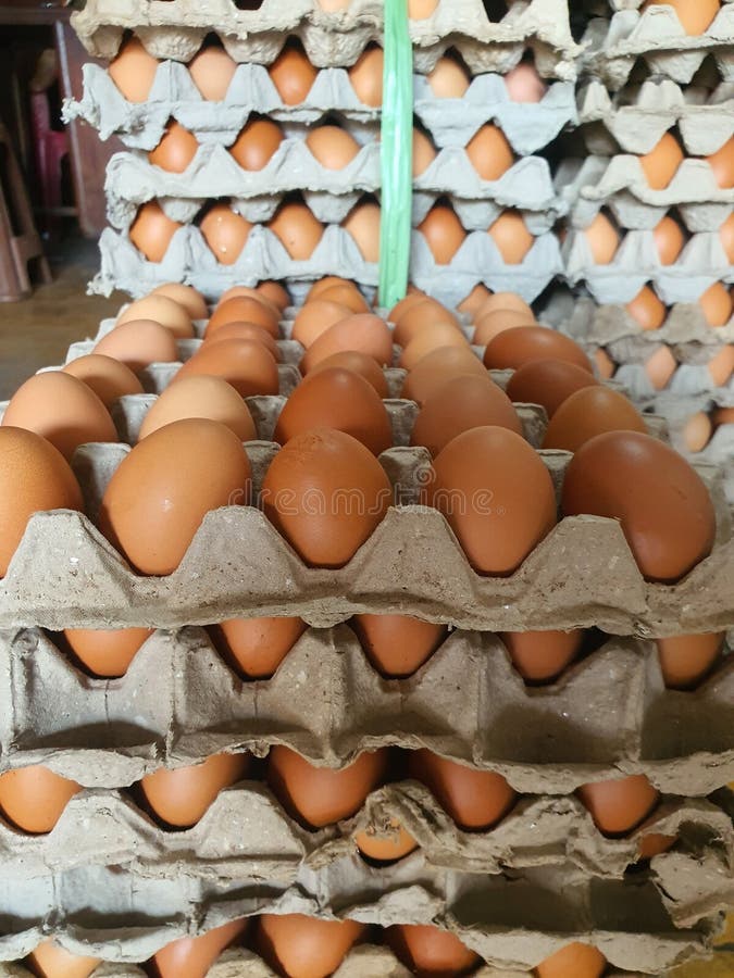 Chickens eggs in trey & x28;egg holder& x29 stock photo