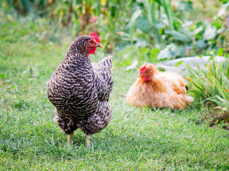 Multicolored Chickens in a Farm Garden. Breeding and Growing Chickens