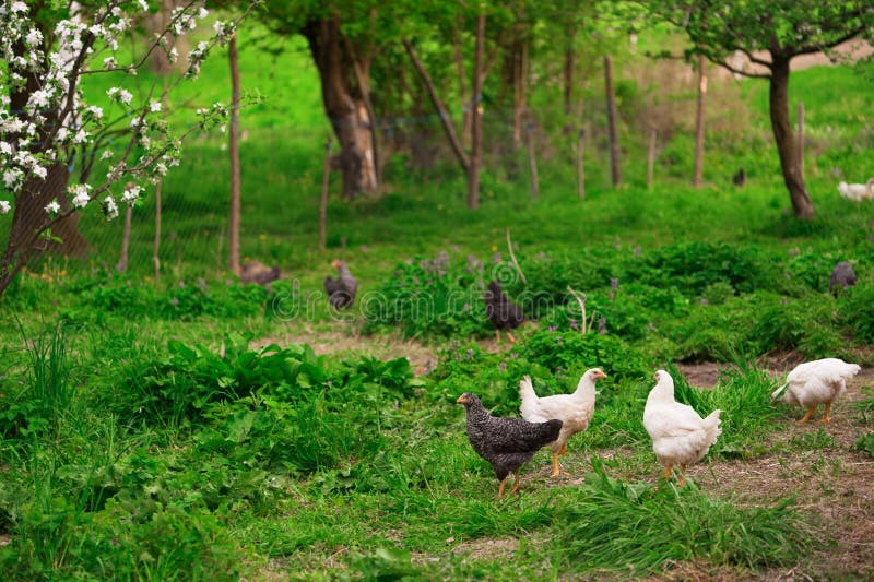 Chickens in green grass